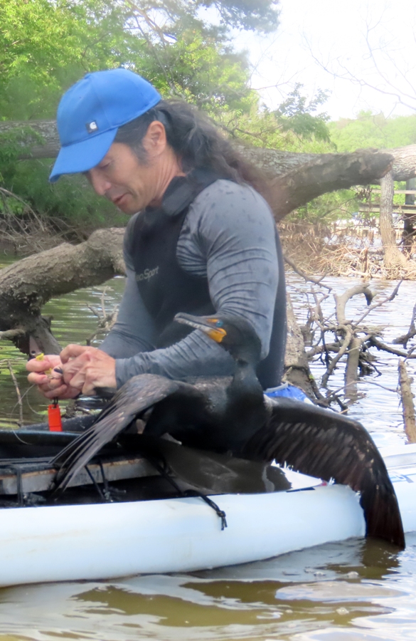 Me with a cormorant on my SUP